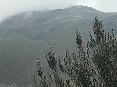 Oreotrochilus chimborazo