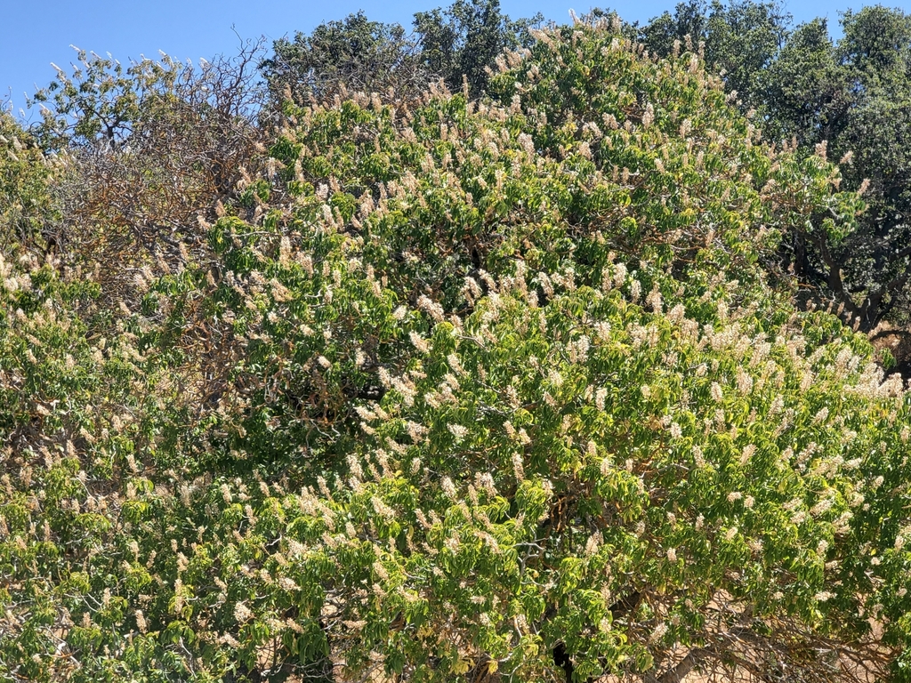 California buckeye from Merced County, US-CA, US on July 2, 2023 at 02: ...