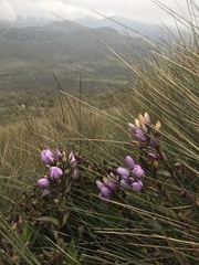 Gentianella foliosa