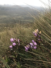 Gentianella foliosa
