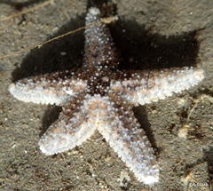 Pisaster