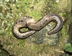 Meghimatium bilineatum