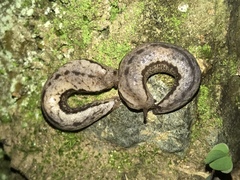 Meghimatium bilineatum