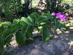 Pereskia bahiensis