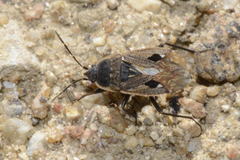 Graptopeltus lynceus