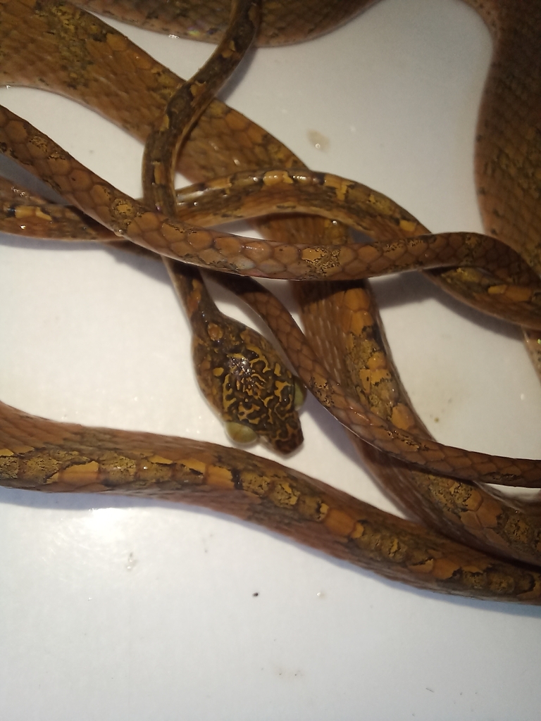 Phantasma Tree Snake