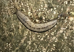 Meghimatium bilineatum