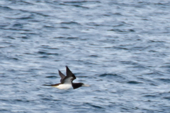 Sula leucogaster brewsteri