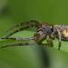 Arañas Cangrejo de Corteza - Photo (c) Pascal Dubois, algunos derechos reservados (CC BY-NC), uploaded by Pascal Dubois
