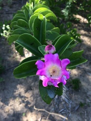 Pereskia bahiensis