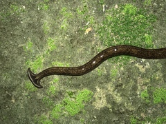 Diversibipalium cantori