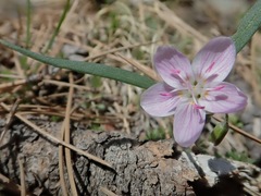 Claytonia rosea