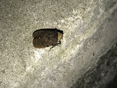 Penthicodes atomaria