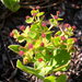 Euphorbia telephioides - Photo (c) Edwin Bridges, μερικά δικαιώματα διατηρούνται (CC BY-NC), uploaded by Edwin Bridges