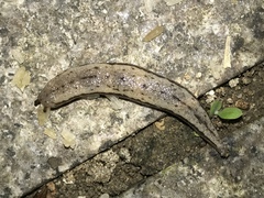 Meghimatium bilineatum