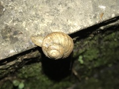 Acusta