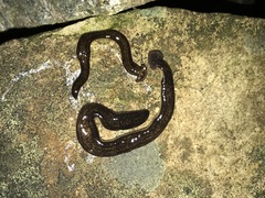 Diversibipalium cantori