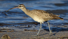 Numenius phaeopus hudsonicus