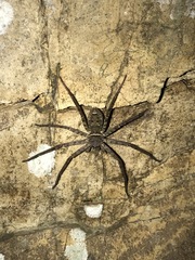 Heteropoda venatoria