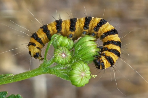 Jakobskrautbär