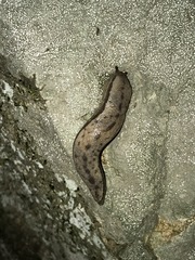 Meghimatium bilineatum