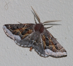 Drepanogynis intricata