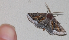 Drepanogynis intricata