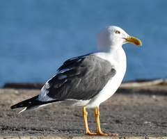 Yellow-Footed Gull photo 5