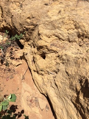 Nystalus maculatus