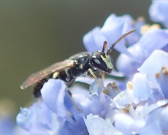 Hylaeus
