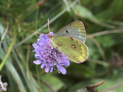 Colias phicomone