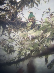 Pharomachrus auriceps