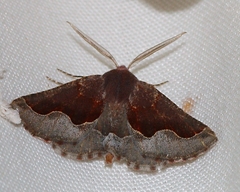 Drepanogynis ectoglauca