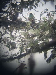 Pharomachrus auriceps