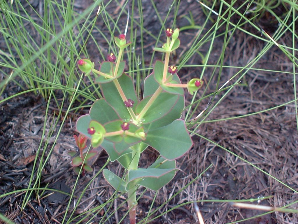 Nummulariopsis