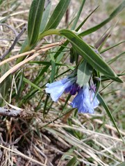 Mertensia lanceolata