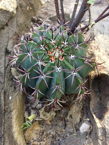 Melocactus pachyacanthus