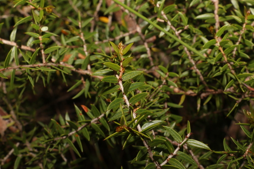 Image of Acacia saxicola by (c) Greg Tasney, some rights reserved (CC BY-SA)