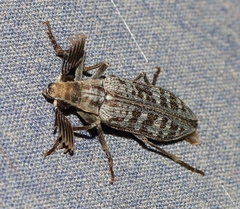 Rhipiceridae