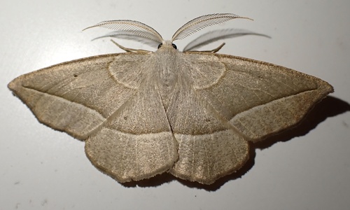 Confused Eusarca Moth photo 3