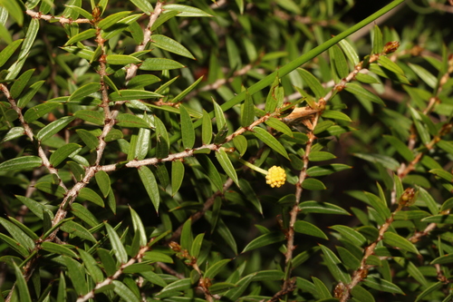 Image of Acacia saxicola by (c) Greg Tasney, some rights reserved (CC BY-SA)