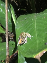 Pristimantis nyctophylax