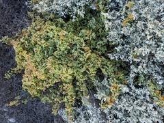 Passiflora fruticosa