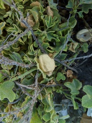 Passiflora fruticosa