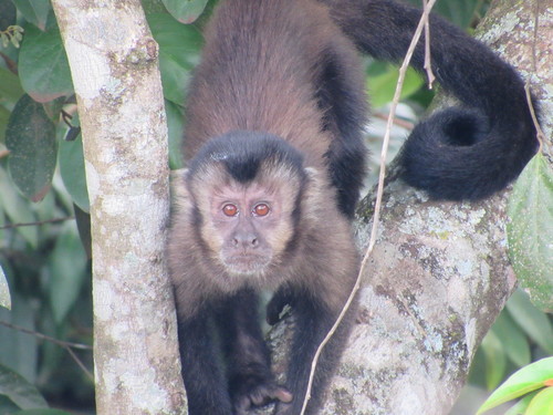 Black capuchin