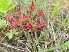 Drosera rotundifolia image