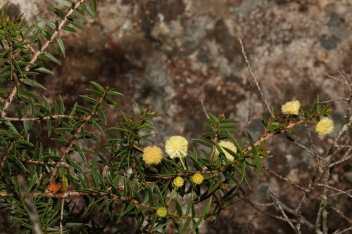 Image of Acacia saxicola by (c) Greg Tasney, some rights reserved (CC BY-SA)