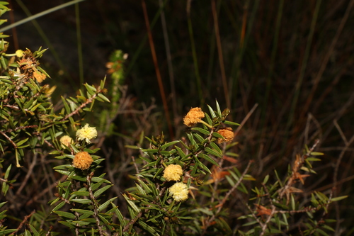 Image of Acacia saxicola by (c) Greg Tasney, some rights reserved (CC BY-SA)