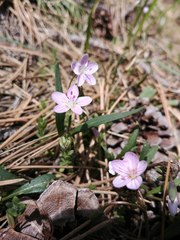 Claytonia rosea