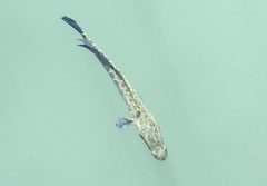 Channa argus
